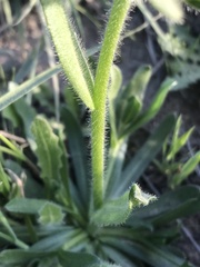 Plagiobothrys myosotoides