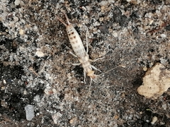 Labidura riparia
