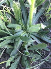 Plagiobothrys myosotoides