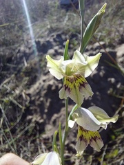 Gladiolus griseus