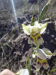 Gladiolus griseus