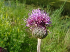 Cirsium canum