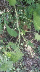 Cnidoscolus angustidens