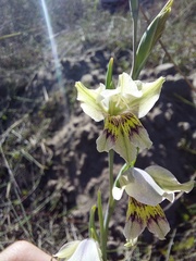 Gladiolus griseus