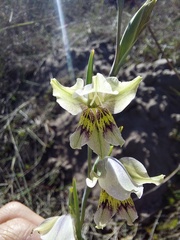 Gladiolus griseus