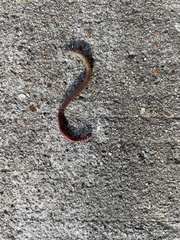 Lumbricus terrestris