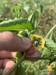 Physalis philadelphica