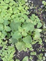 Lamium