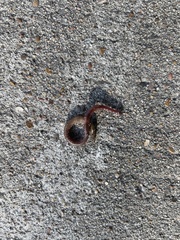 Lumbricus terrestris