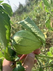 Physalis philadelphica
