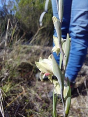 Gladiolus griseus