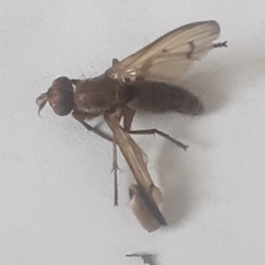 Tetanocera