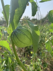 Physalis philadelphica