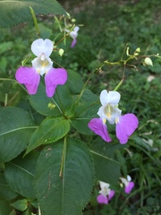 Impatiens balfourii