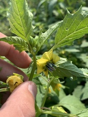 Physalis philadelphica