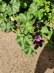 Malva sylvestris