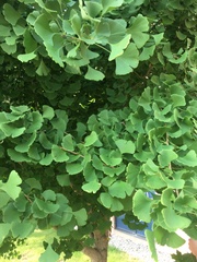 Ginkgo