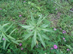 Cirsium arvense vestitum