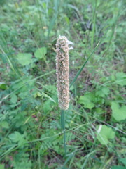 Phleum pratense pratense