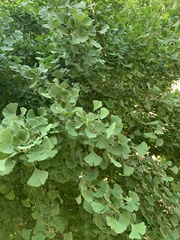 Ginkgo