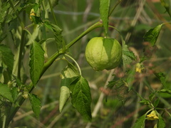 Physalis philadelphica
