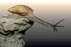 Euglandina vanuxemensis