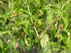 Physalis philadelphica
