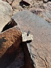 Chlanidophora patagiata