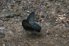 Papilio memnon
