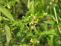 Physalis philadelphica