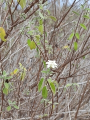 Lantana peduncularis