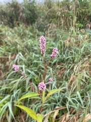 Persicaria maculosa