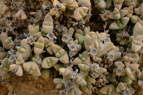 Kwaganap Antlerfig (Drosanthemopsis kwaganapensis)