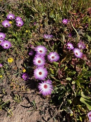 Cleretum bellidiforme