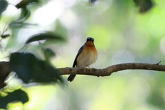 Cyornis whitei