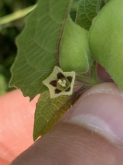 Physalis grisea