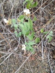 Lantana peduncularis