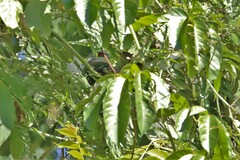 Phaenicophaeus tristis