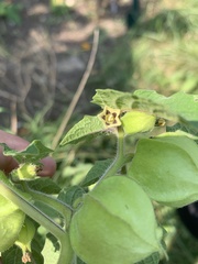 Physalis grisea