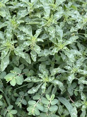 Amaranthus polygonoides