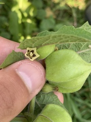 Physalis grisea