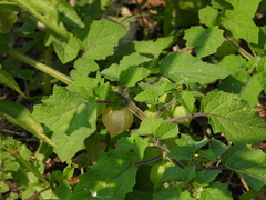 Physalis grisea