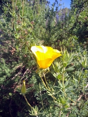 Balbisia peduncularis