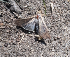 Mythimna