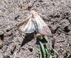 Mythimna