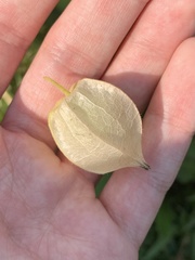 Physalis grisea