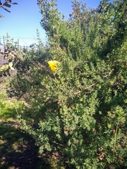 Balbisia peduncularis