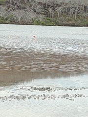 Phoenicopterus ruber