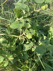 Physalis grisea
