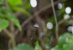Gasteracantha geminata